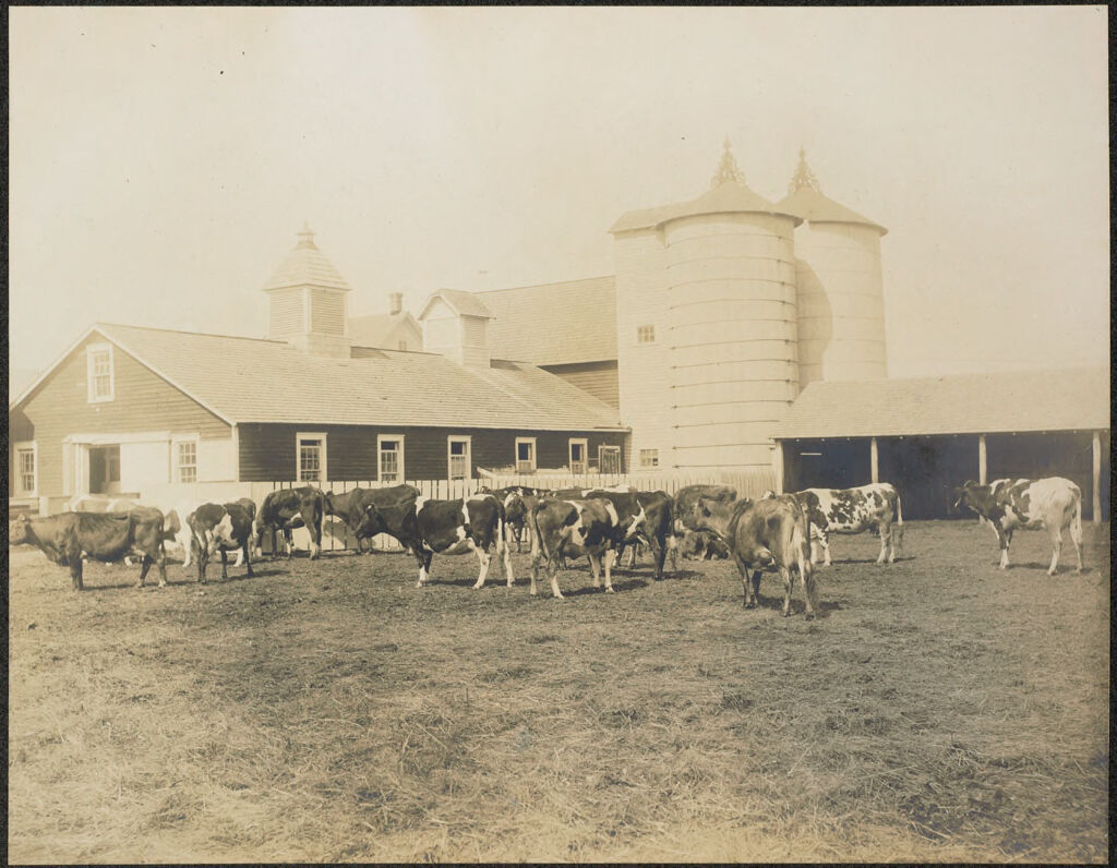 Races, Jews: United States. New Jersey. Woodbine. Baron De Hirsch Agricultural And Industrial School: Woodbine Settlement And School, Woodbine, N.j. Baron De Hirsch Fund.: 135. Dairy Barn And Herd.