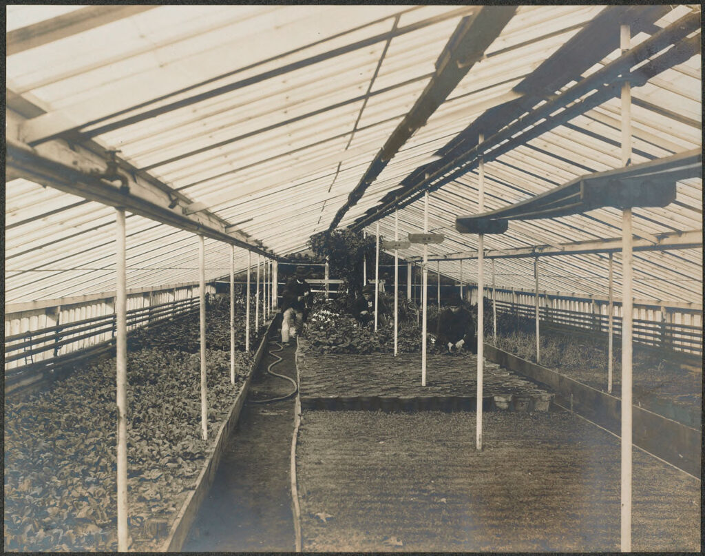 Races, Jews: United States. New Jersey. Woodbine. Baron De Hirsch Agricultural And Industrial School: Woodbine Settlement And School, Woodbine, N.j. Baron De Hirsch Fund.: 181. Interior Of Forcing House.