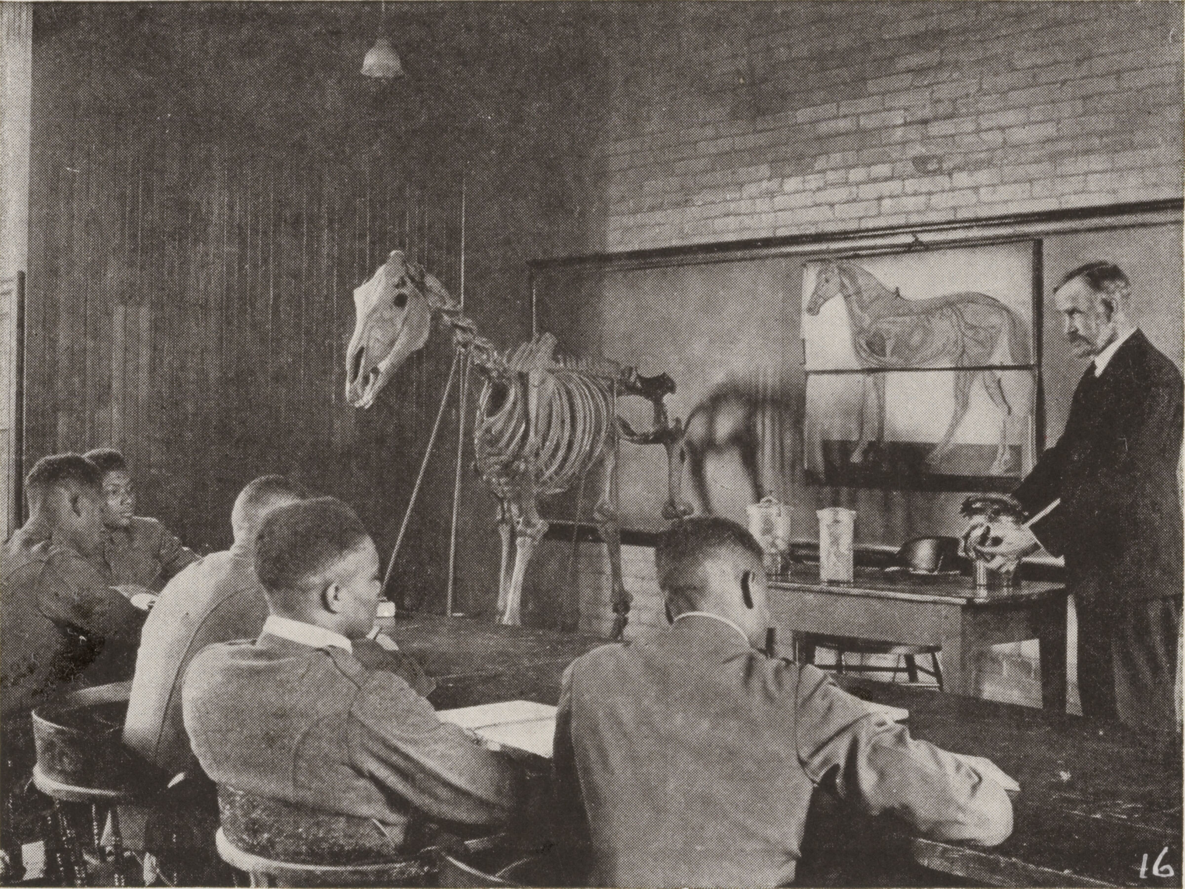Races, Negroes: United States. Virginia. Hampton. Hampton Normal And Industrial School: Training In Scientific Agriculture: Agricultural Class At Hampton Institute Studying The Anatomy Of The Horse