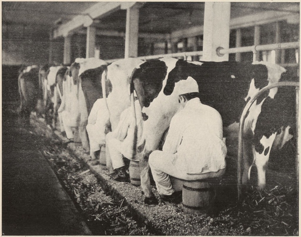 Races, Negroes: United States. Virginia. Hampton. Hampton Normal And Industrial School: Training In Scientific Agriculture: Milking Time At Hampton. Absolute Cleanliness Brings The Milk On A Par With 