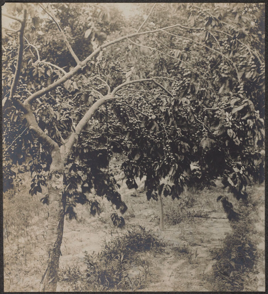 Races, Jews: United States. New Jersey. Woodbine. Baron De Hirsch Agricultural And Industrial School: Woodbine Settlement And School, Woodbine, N.j. Baron De Hirsch Fund.: 22. A Plum Tree.