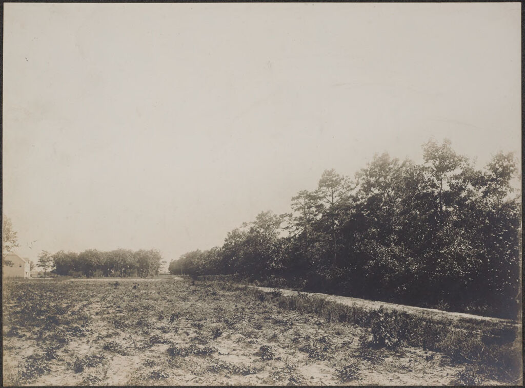 Races, Jews: United States. New Jersey. Woodbine. Baron De Hirsch Agricultural And Industrial School: Woodbine Settlement And School, Woodbine, N.j. Baron De Hirsch Fund.: 24. A Sweet Potato Field.