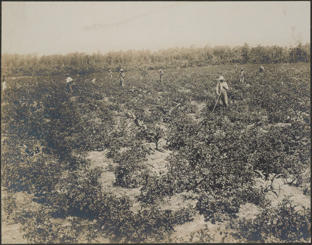 Races, Jews: United States. New Jersey. Woodbine. Baron De Hirsch Agricultural And Industrial School: Woodbine Settlement And School, Woodbine, N.j. Baron De Hirsch Fund.: 28. A Field Of White Potatoes.