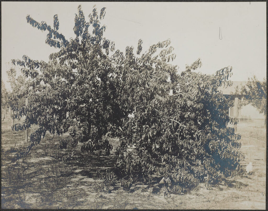 Races, Jews: United States. New Jersey. Woodbine. Baron De Hirsch Agricultural And Industrial School: Woodbine Settlement And School, Woodbine, N.j. Baron De Hirsch Fund.: 31. A Peach Tree In Full Bearing.