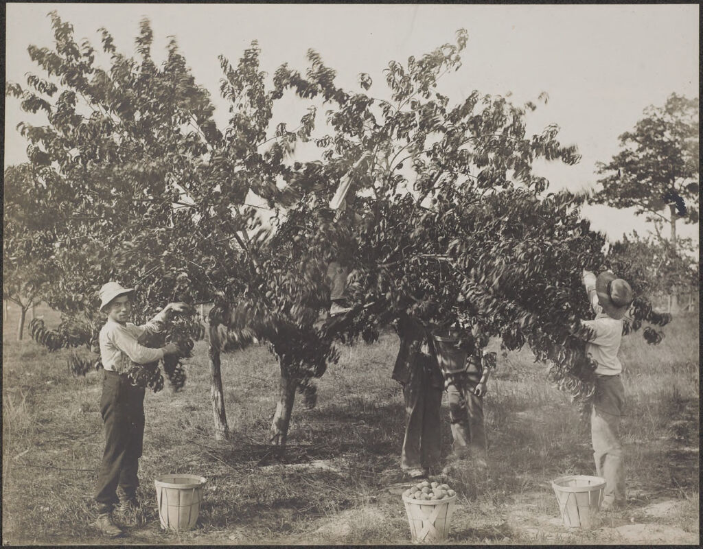 Races, Jews: United States. New Jersey. Woodbine. Baron De Hirsch Agricultural And Industrial School: Woodbine Settlement And School, Woodbine, N.j. Baron De Hirsch Fund.: 32. Harvesting Peaches.