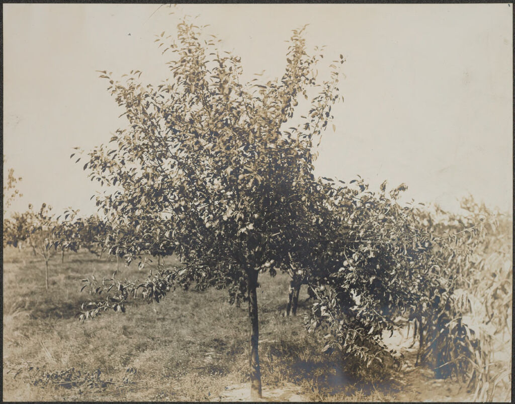 Races, Jews: United States. New Jersey. Woodbine. Baron De Hirsch Agricultural And Industrial School: Woodbine Settlement And School, Woodbine, N.j. Baron De Hirsch Fund.: 33. A Kieffer Pear Tree.
