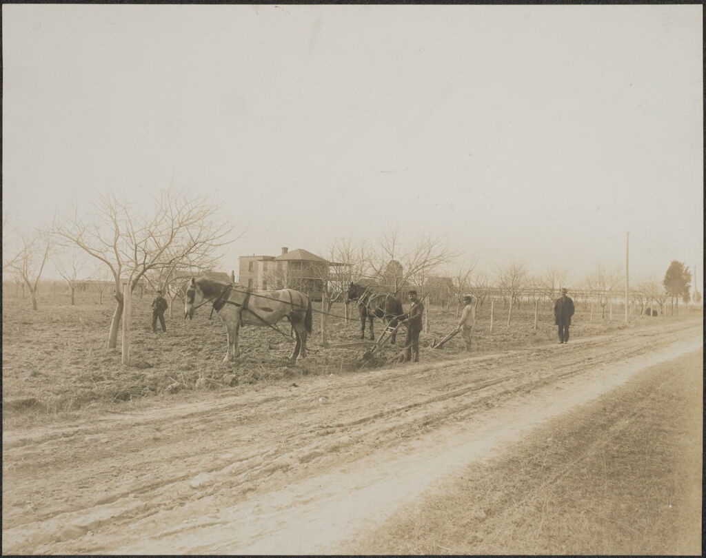 Races, Jews: United States. New Jersey. Woodbine. Baron De Hirsch Agricultural And Industrial School: Woodbine Settlement And School, Woodbine, N.j. Baron De Hirsch Fund.: 35. Farmers At Work.