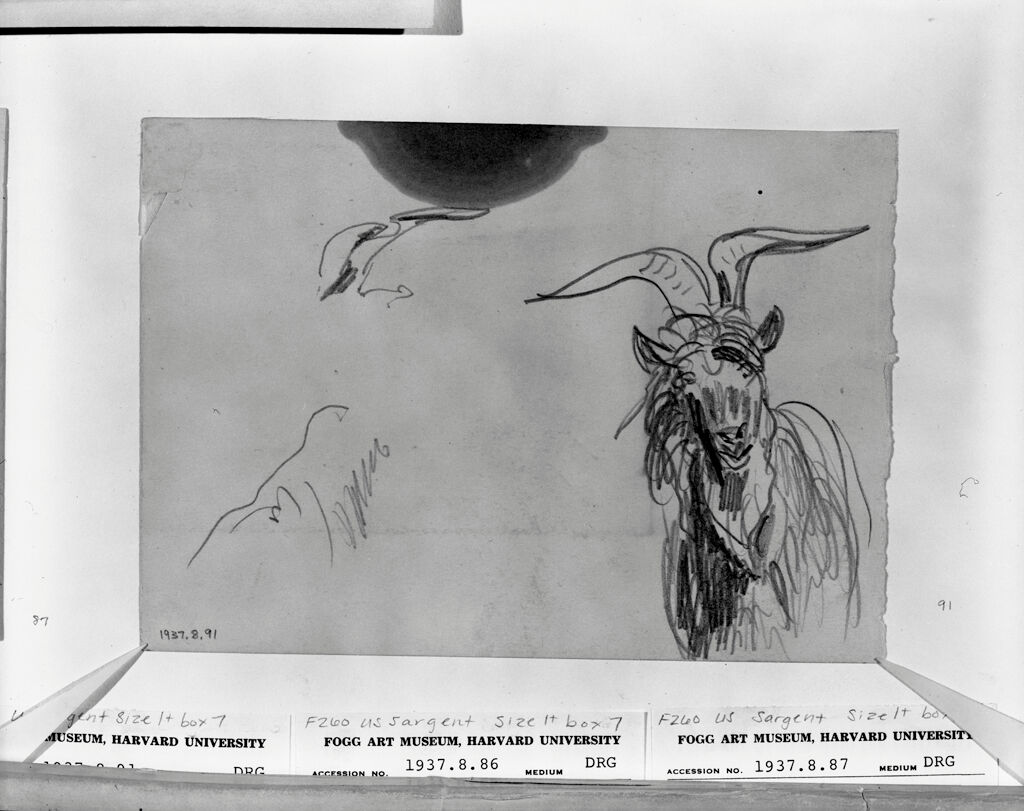 Sketches Of A Mountain Goat; Verso: Sketches Of A Mountain Goat