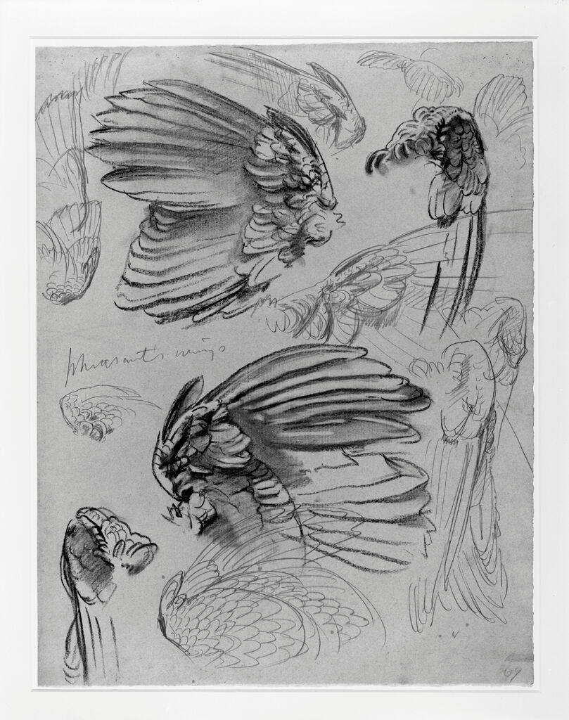 Studies Of Pheasant Wings
