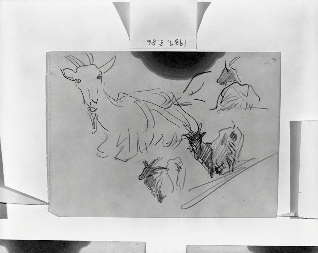 Four Sketches Of A Goat; Verso: Head Of A Cow
