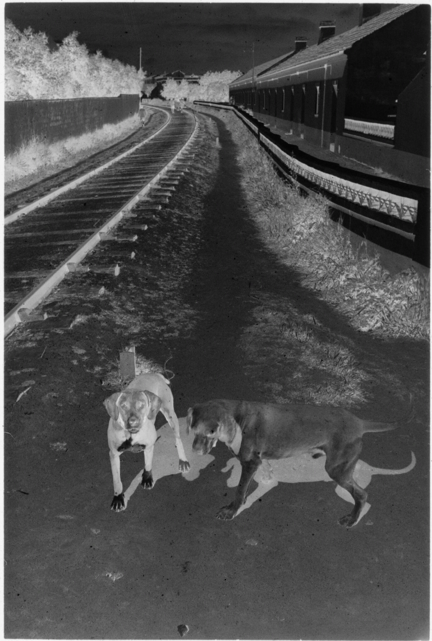 Untitled (Two Dogs By Railroad Track, Nazaré, Portugal)