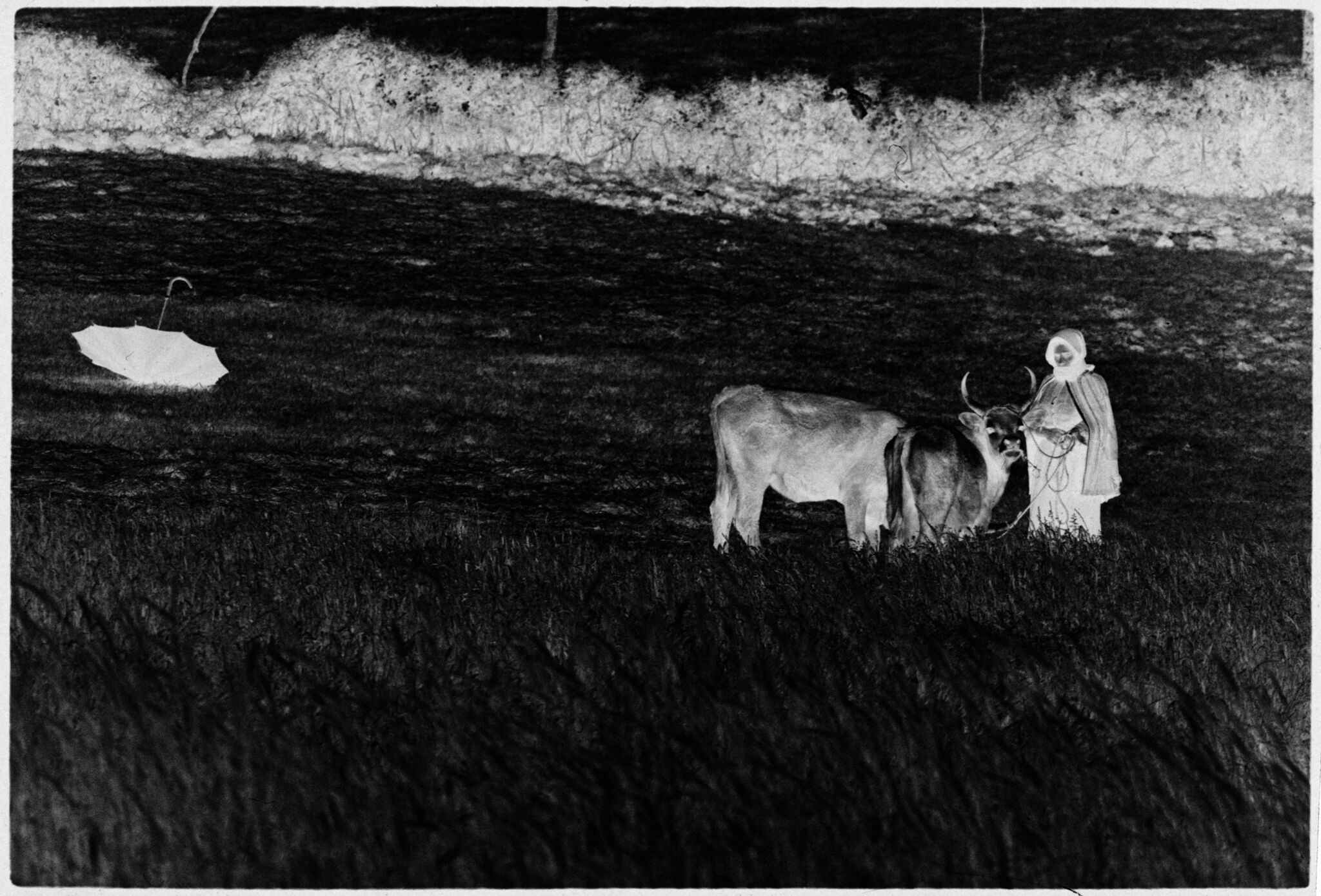 Untitled (Woman With Two Cows In Grassy Field; Overturned Umbrella In Background, Nazaré, Portugal)