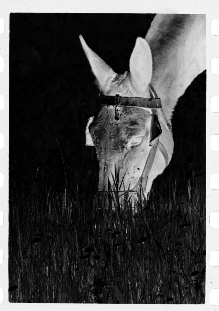 Untitled (Mule Eating Grass, Nazaré, Portugal)
