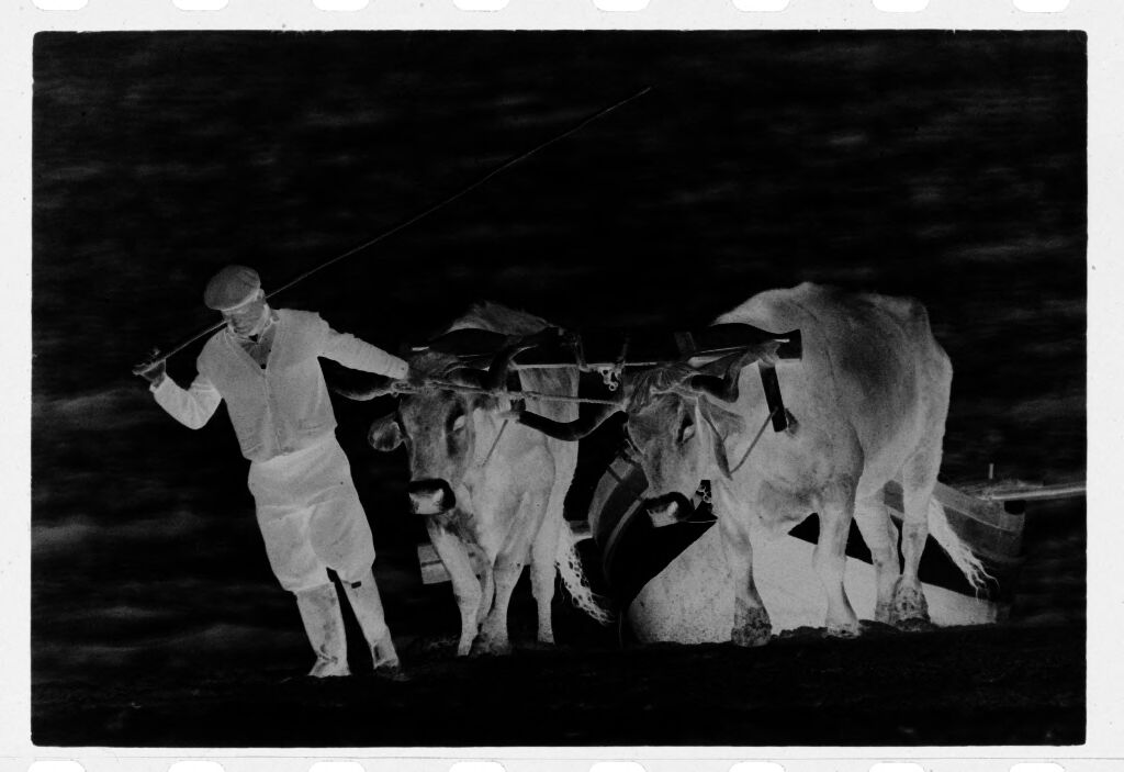 Untitled (Man Leading Oxen Pulling A Fishing Boat, Nazaré, Portugal)