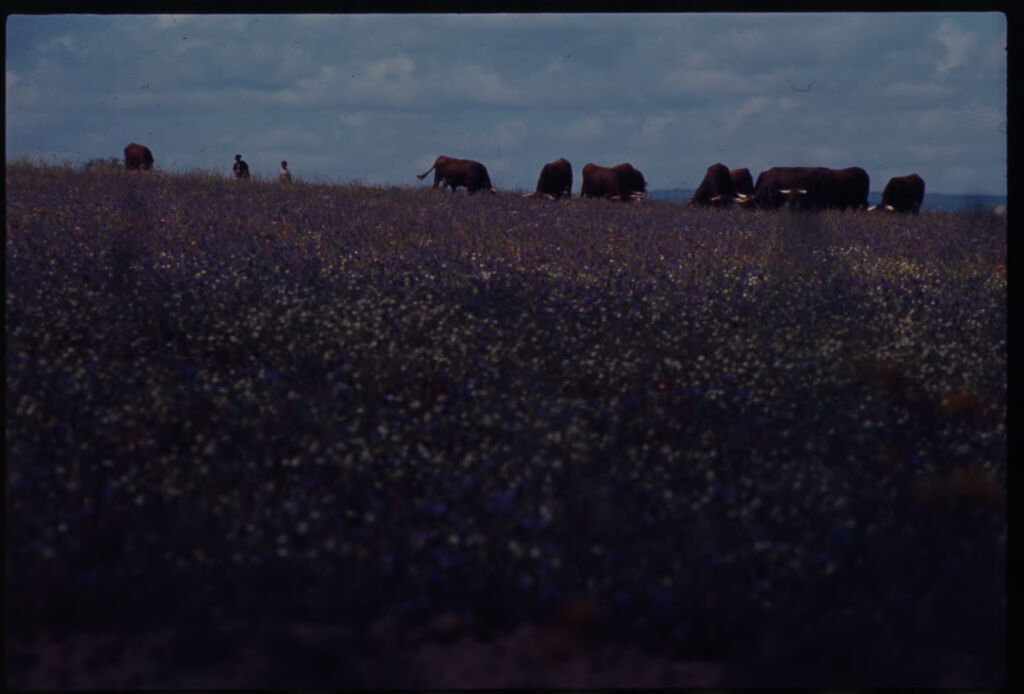 Untitled (Cows On Horizon In Field)
