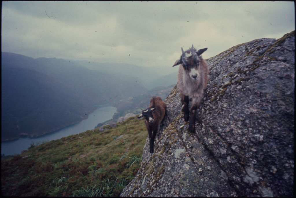 Untitled (Two Goats Walking Along Rock Ledge In Hills Above River)