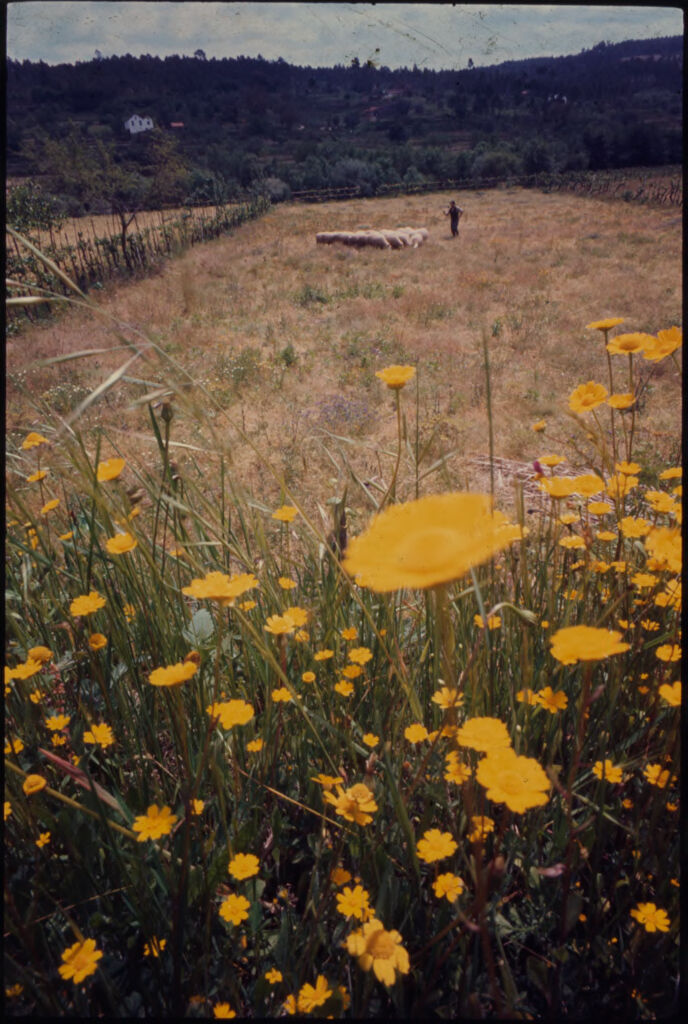 Untitled (Shepherd And Flock Of Sheep In Field With Yellow Flowers In Foreground)