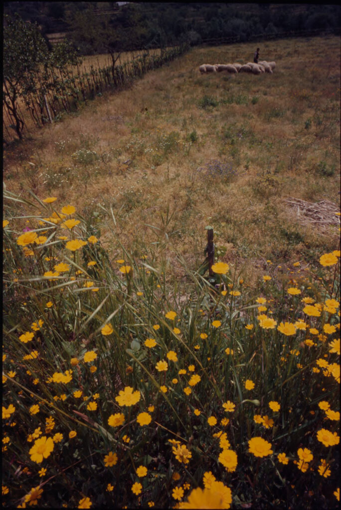 Untitled (Shepherd And Flock Of Sheep In Field With Yellow Flowers In Foreground)
