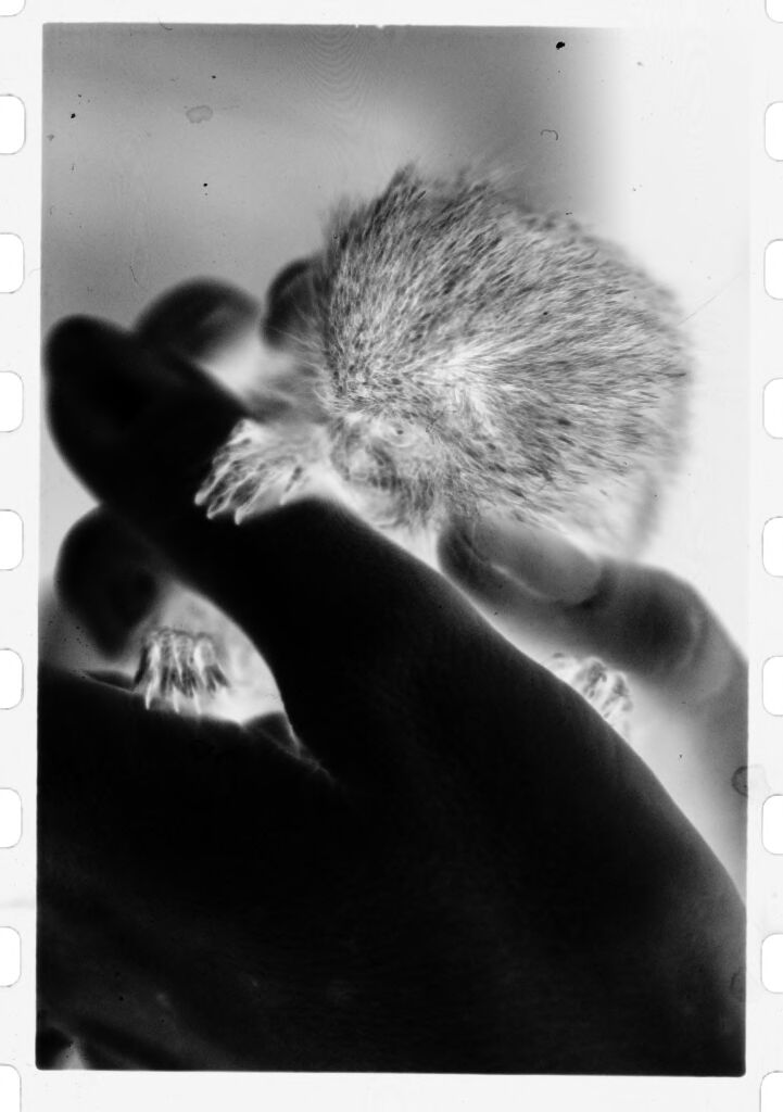 Untitled (Hand Holding Small, Furry, Rodent-Like Animal (Titi Monkey?))