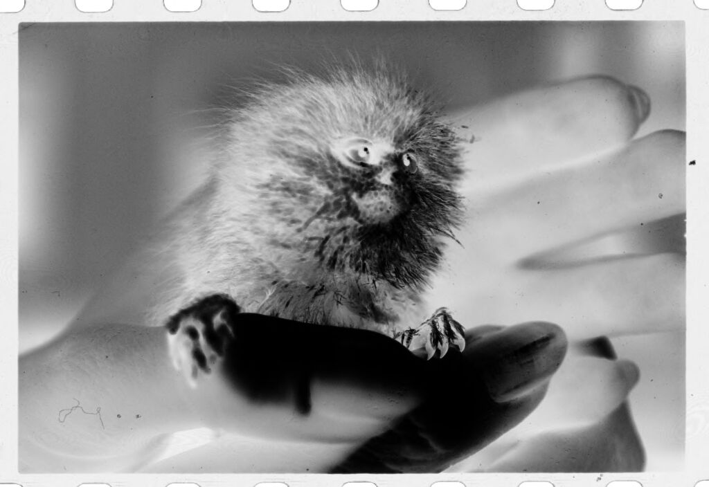 Untitled (Small, Furry, Rodent-Like Animal (Titi Monkey?) Held In Person's Hand)