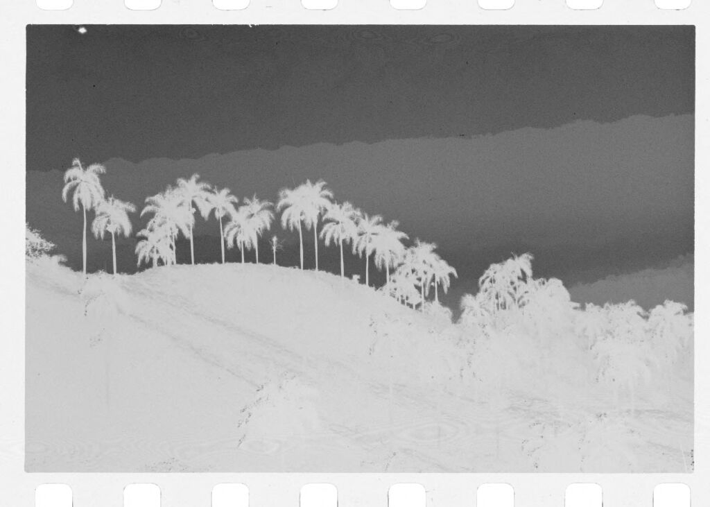Untitled (View Of Hills With Palm Trees, Vietnam(?))
