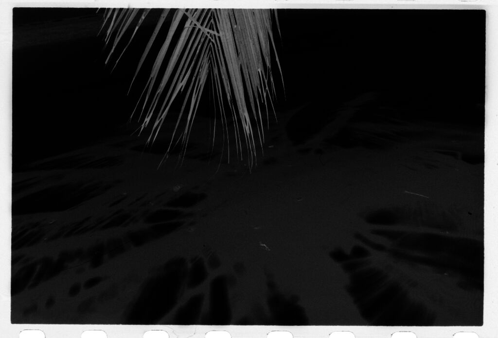 Untitled (Shadow Of Palm Tree)