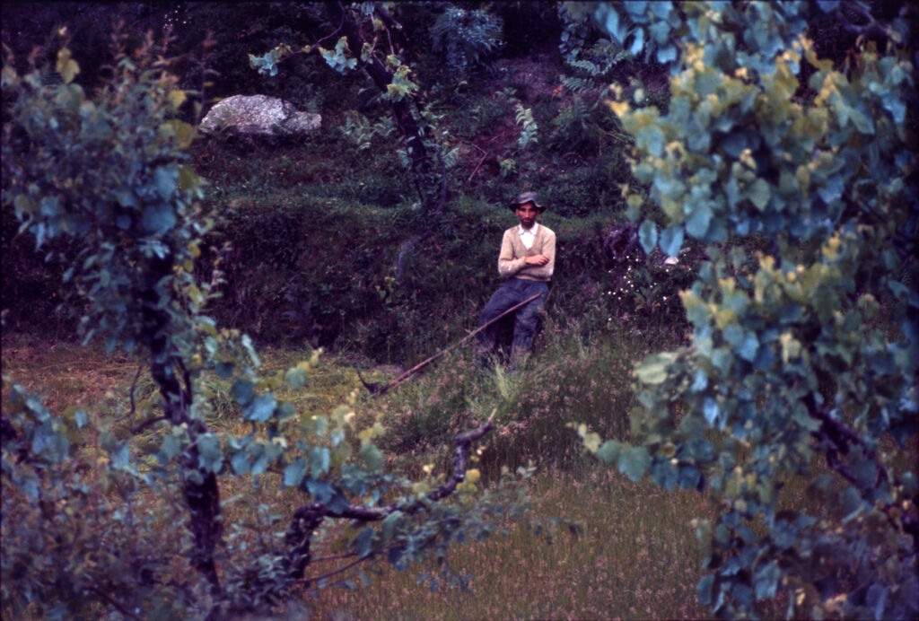 Untitled (Man Wearing Hat Sitting In Grassy Clearing Framed By Two Trees)