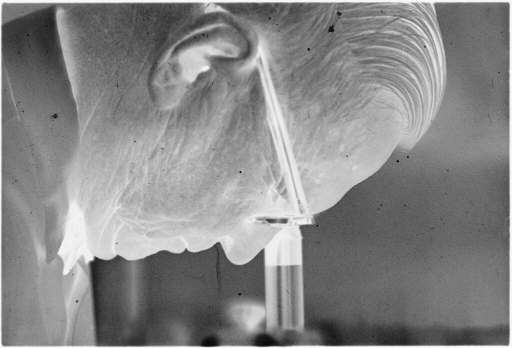 Untitled (Dr. Herman M. Juergens Looking Through Microscope)
