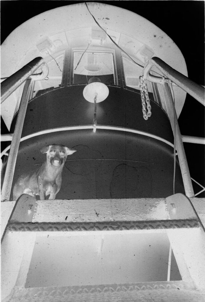 Untitled (Dog At Top Of Stairway On Exterior Of Ship, Vietnam)