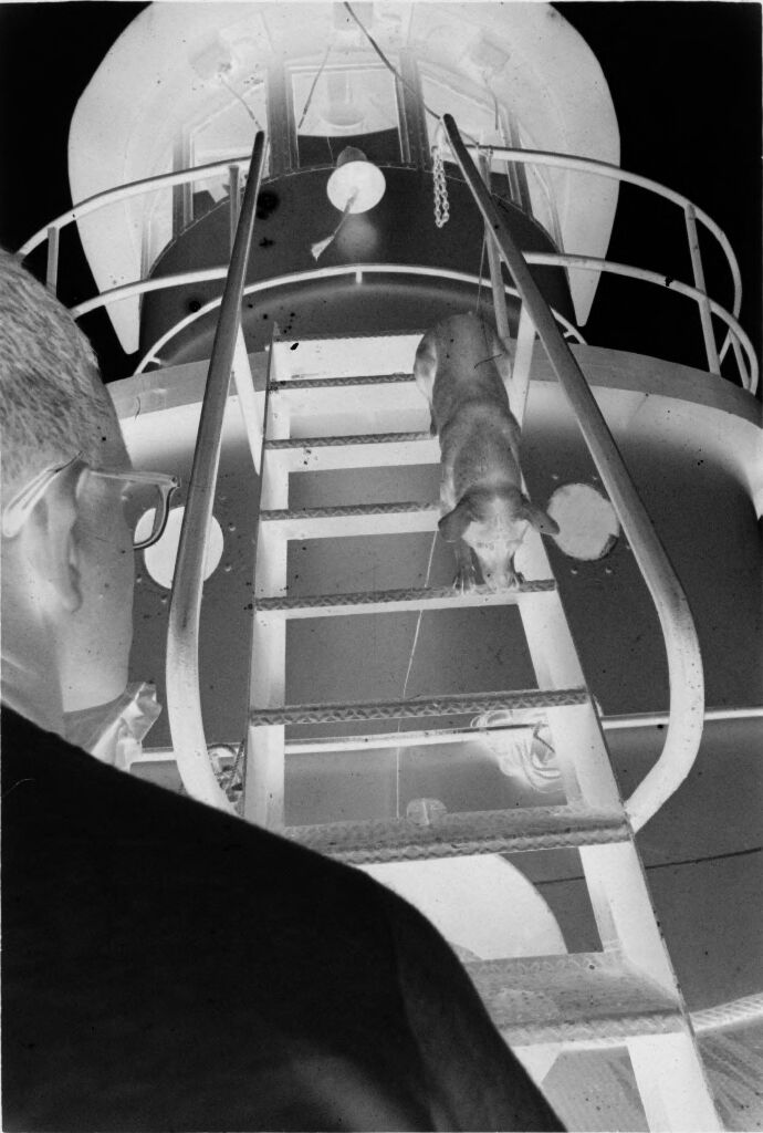 Untitled (Dog Coming Down Stairs On Exterior Of Ship, Vietnam)