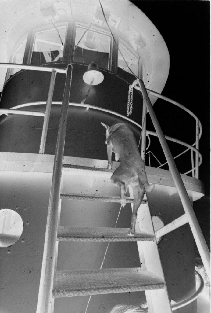 Untitled (Dog Coming Down Stairs On Exterior Of Ship, Vietnam)