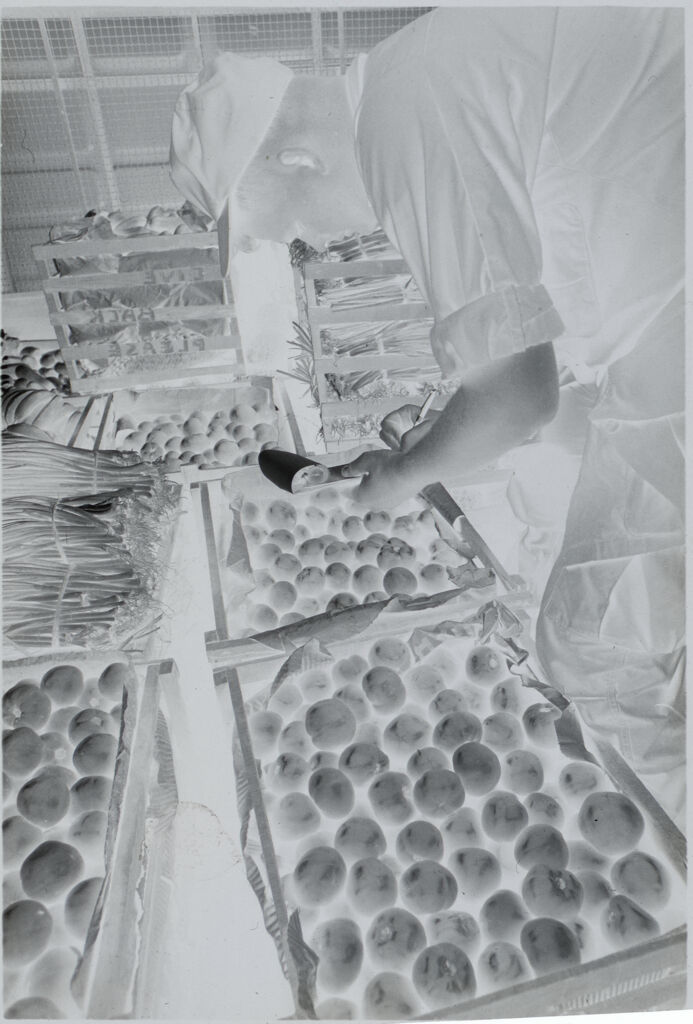 Untitled (Soldier Examining Bins Of Produce, Vietnam)