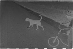 [Dog And Child On Bicycle]